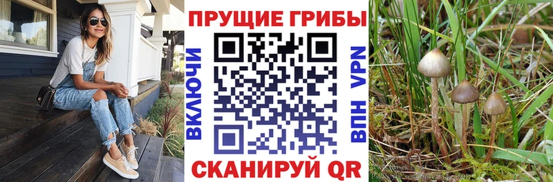 Галлюциногенные грибы GOLDEN TEACHER  Петровск-Забайкальский 